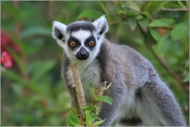 <p>LEMUR KATA (Lemur catta) ZOO Ústí nad Labem</p>